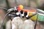 Harlequin Bug (Dindymus versicolor)
